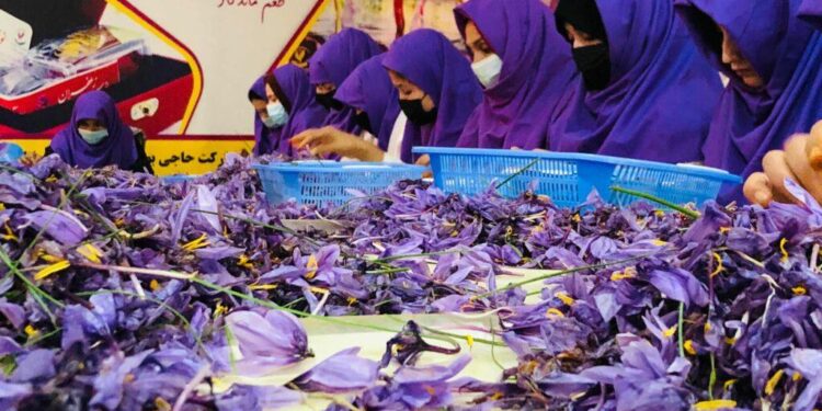 کرنې وزارت: افغانستان به ډېر ژر د کرنې په برخه کې پر ځان بسیا شي