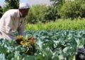 تېر کال په هېواد کې۲۴۱ کرنیزې پروژې پلې شوې