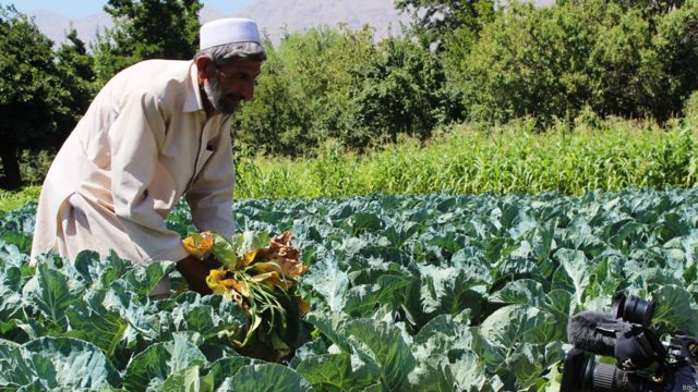 تېر کال په هېواد کې۲۴۱ کرنیزې پروژې پلې شوې