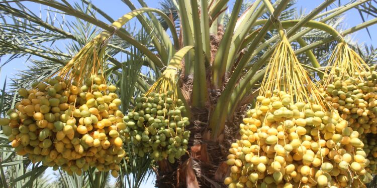 د ننګرهار کانال ریاست: د خرما بڼ حاصلات به ۲۰ ټنو ته لوړ شي