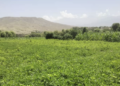 ننګرهار کې سږ کال پر ۶۲۷ هکټاره ځمکه ممپلي کرل شوي