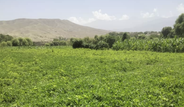 ننګرهار کې سږ کال پر ۶۲۷ هکټاره ځمکه ممپلي کرل شوي