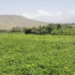 ننګرهار کې سږ کال پر ۶۲۷ هکټاره ځمکه ممپلي کرل شوي
