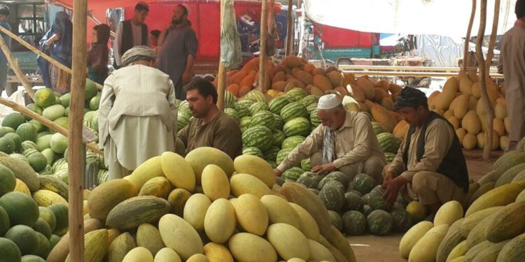 بغلان کې د خټکیو او هندواڼو حاصلات ډېر شوي