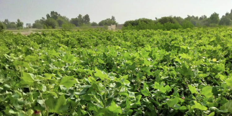 ننګرهار کې سږ کال په نږدې ۳ زره جریبه ځمکه پنبه کرل شوې