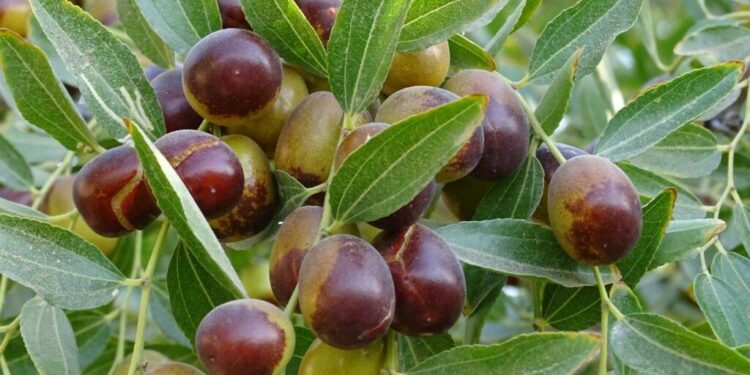 په فراه کې د عُنابو حاصلات زیات شوي دي