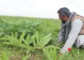 هېواد کې د انجې بوټي کرکېله ډېره شوې ده