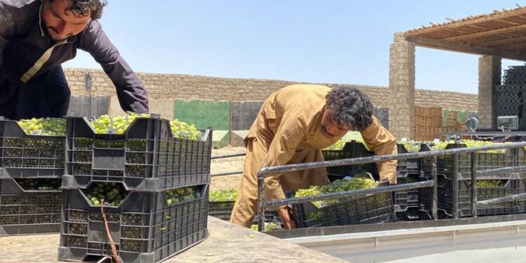 له کندهاره د څه باندې ۸ میلیونه ډالرو په ارزښت انګور بهر ته صادر شوي