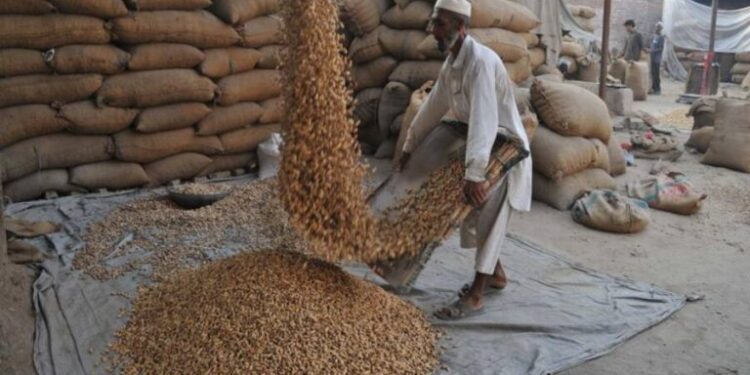 ننګرهار کې د ممپليو حاصلات ډېر شوي