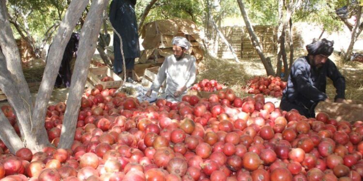 له کندهاره د ۷ میلیونه ډالرو په ارزښت انار پاکستان ته صادر شوي