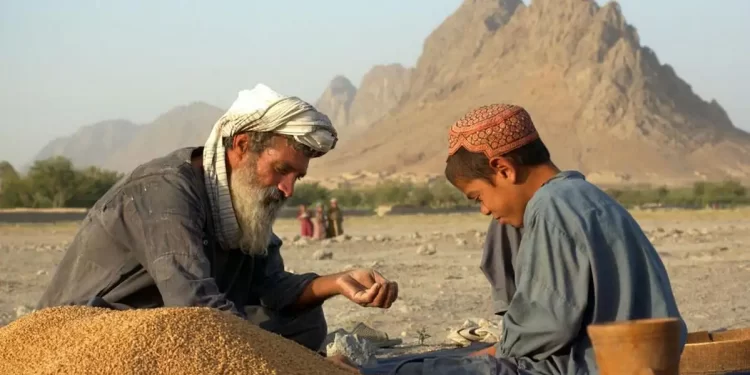 ډبلیو اېف پي: وچکالۍ د افغان بزګرانو لپاره ناورین رامنځته کړی