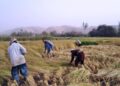 بغلان کې سږ کال د وریجو په حاصلاتو کې زیاتوالی راغلی