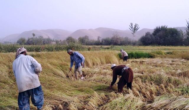 بغلان کې سږ کال د وریجو په حاصلاتو کې زیاتوالی راغلی