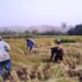 بغلان کې سږ کال د وریجو په حاصلاتو کې زیاتوالی راغلی
