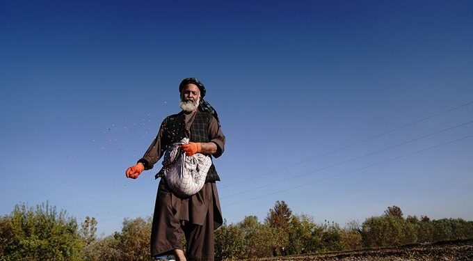 م.م: افغان بزګرانو ته د کوکنارو بدیل کښت لپاره بحثونو ته اړتیا ده
