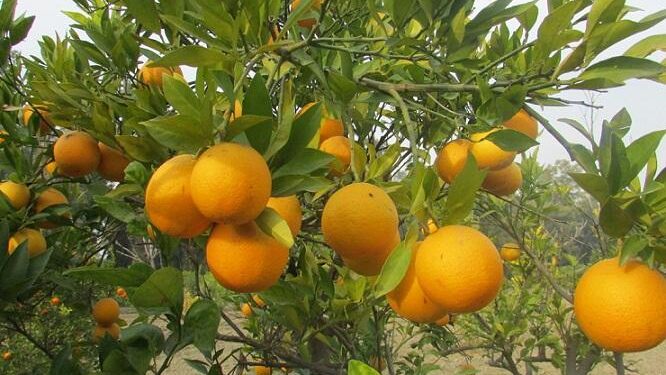 ننګرهار کې سږ کال د مالټو حاصلات ۵۰ سلنه زیات شوي