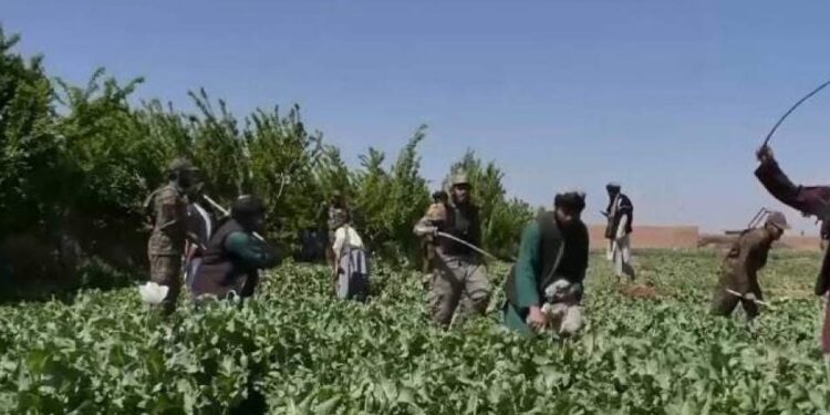 روسیه: د نشه يي توکو پر وړاندې د سرپرست حکومت مبارزه اغېزناکه ده