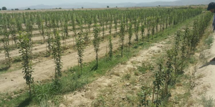 د ننګرهار په ۱۰ ولسوالیو کې لسګونه جریبه بڼونه جوړېږي