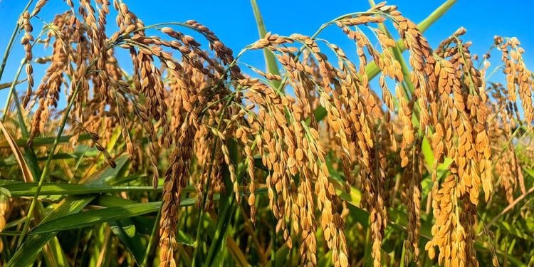 ملګري ملتونه: چين په نړۍ کې د خوړو د خونديتوب لپاره ستر خدمتونه کړي