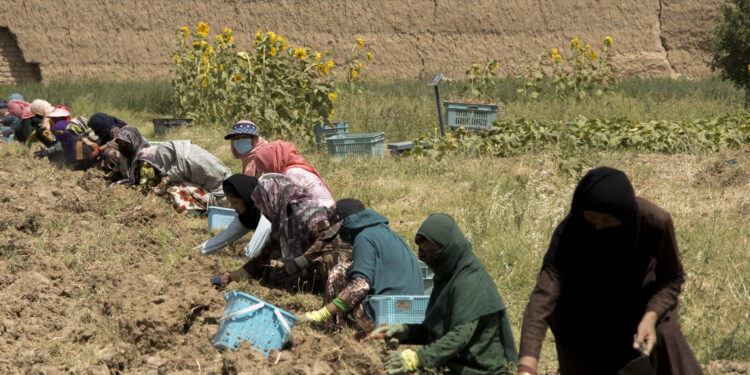 سمنګانو کې سلګونه ښځو ته د سبزیو تخم او کرنیز وسایل وېشل شوي