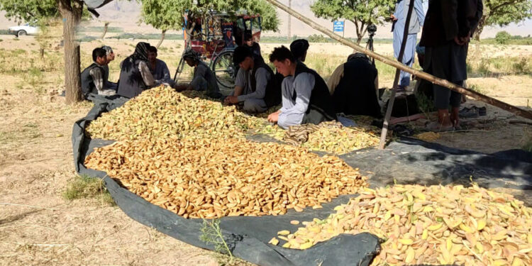 اروزګان کې سږ کال د بادامو حاصلات کم شوي