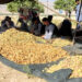 اروزګان کې سږ کال د بادامو حاصلات کم شوي