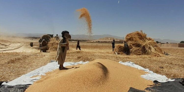 اروزګان کې سږ کال پر ۹۰ سلنه ځمکو غنم کرل شوي