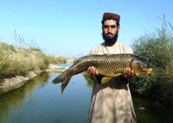 مسوولین: هلمند کې د کبانو فارمونه مخ پر ډېرېدو دي