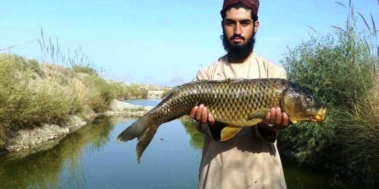 مسوولین: هلمند کې د کبانو فارمونه مخ پر ډېرېدو دي