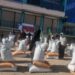 وردګو کې ۳۷۰۰ کروندګرو ته اصلاح شوی تخم او سره ووېشل شول