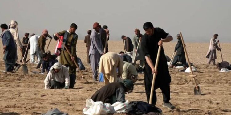 کندوز کې ۵۰۰کسانو ته د کار زمینه برابره شوې