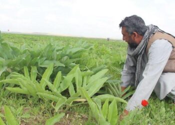 هرات کې د انجې بوټي کرلو ته د کروندګرو لېوالتیا ډېره شوې