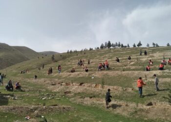 بغلان کې د نیالګیو کېنولو کمپاین پیل شو