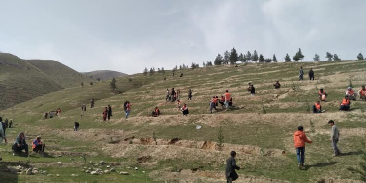 بغلان کې د نیالګیو کېنولو کمپاین پیل شو