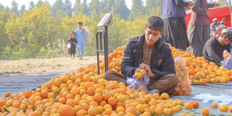 هېواد کې د سټروس میوو حاصلات زیات شوي
