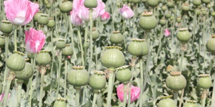 د اروزګان کروندګر له حکومته د کوکنارو د بدیل کښت غوښتنه کوي