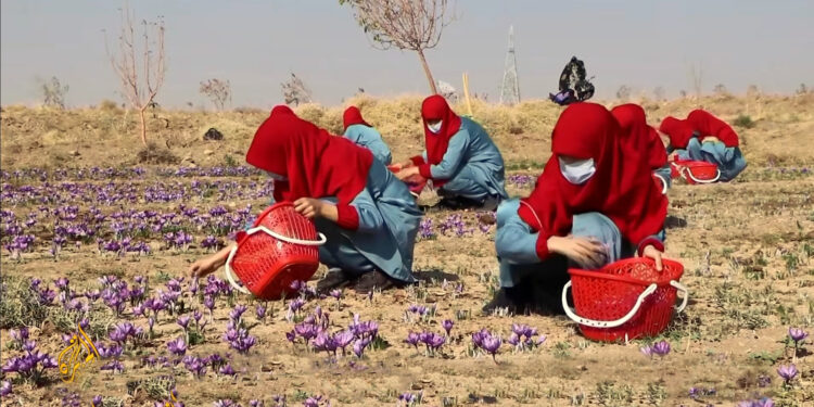 یو اېن ډي پي: زرګونه افغان بزګرو سره مو مرسته کړې ده