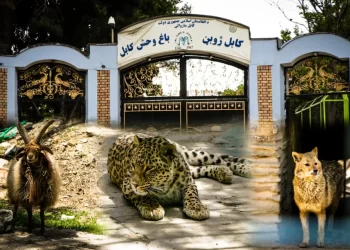 تېر کال ۶ زره سیلانیانو له کابل ژوبڼ څخه لیدنه کړې ده