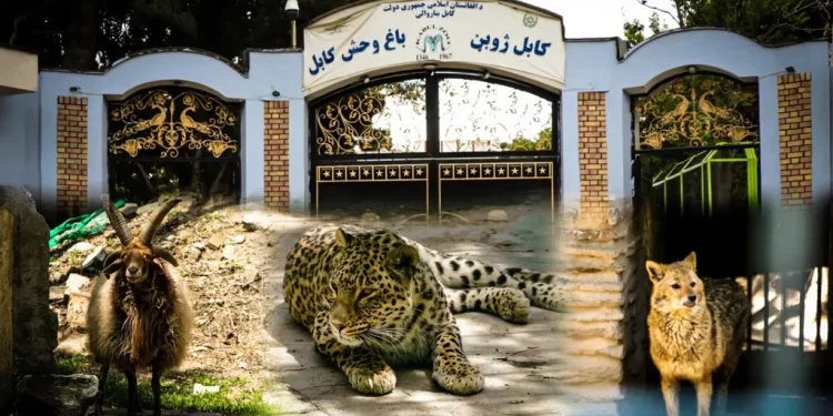 تېر کال ۶ زره سیلانیانو له کابل ژوبڼ څخه لیدنه کړې ده