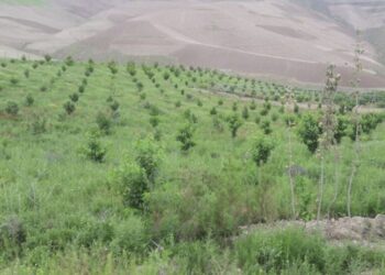 افغانستان کې په ۱۰ کلونو کې ۲۳ میلیونه نیالګي کېنول شوي