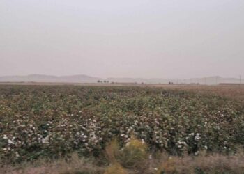 کندوز کې د پنبې حاصلات ډېر شوي
