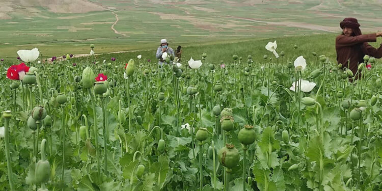 په ۴ ولایتونو کې پر ۶۵۰ جریبه ځمکه کرل شوي کوکنار اړول شوي