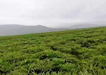 کندوز کې یو شمېر کروندګر د اینجې بیو له ټیټوالي شکایت لري