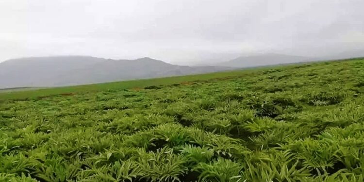 کندوز کې یو شمېر کروندګر د اینجې بیو له ټیټوالي شکایت لري
