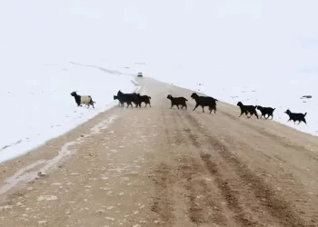 اروپايي ټولنه د تېر ژمي له زیانمنو شویو افغانانو سره مرسته کوي