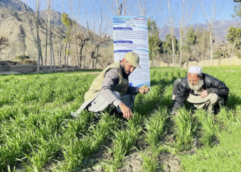 د خوړو او کرنې سازمان زرګونه افغان کروندګرو ته روزنه ورکوي
