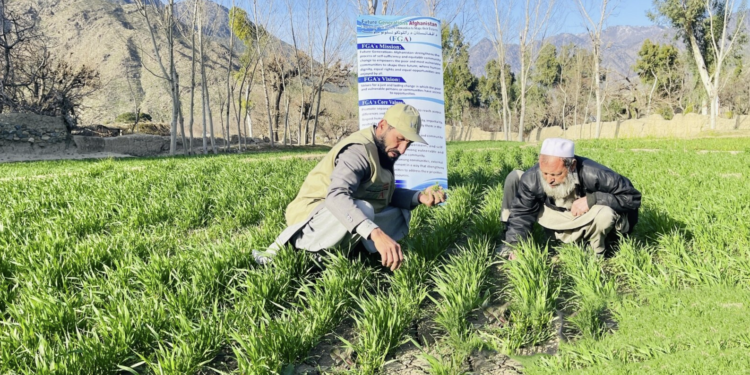 د خوړو او کرنې سازمان زرګونه افغان کروندګرو ته روزنه ورکوي