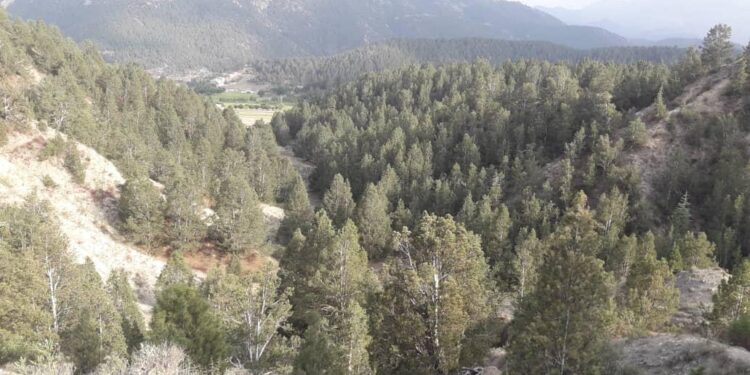 پکتیا کې د ځنګلونو بیا احیا لپاره ۶۶ زره نوي نیالګي کېنول شوي