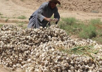 کندهار کې سږ کال د هوږې په حاصلاتو کې زیاتوالی راغلی