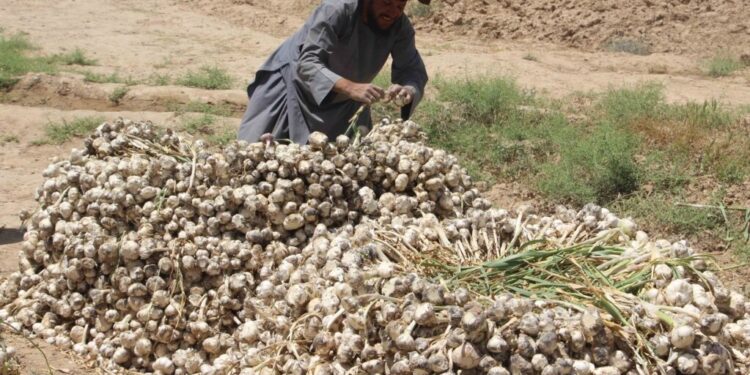 کندهار کې سږ کال د هوږې په حاصلاتو کې زیاتوالی راغلی